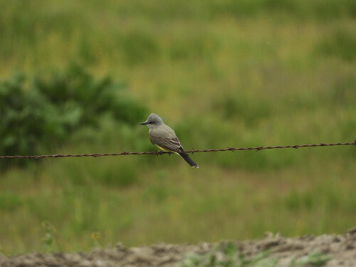 How Bowles Farming Company Supports People and Birds – Even During a Pandemic